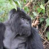  Gorilla (Congo)